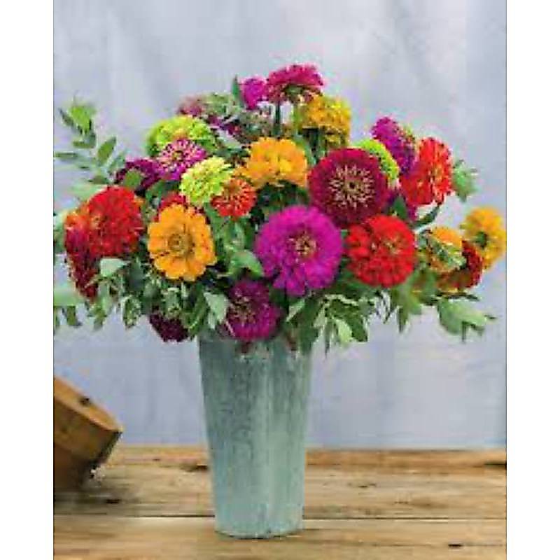 10h Hạt Giống Hoa Cúc Lá Nhám GIANT Mix (TLB1| -KD: B36*X67)