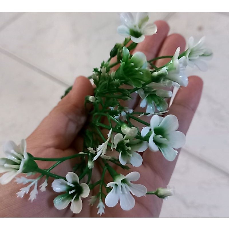 100g cỏ điểm