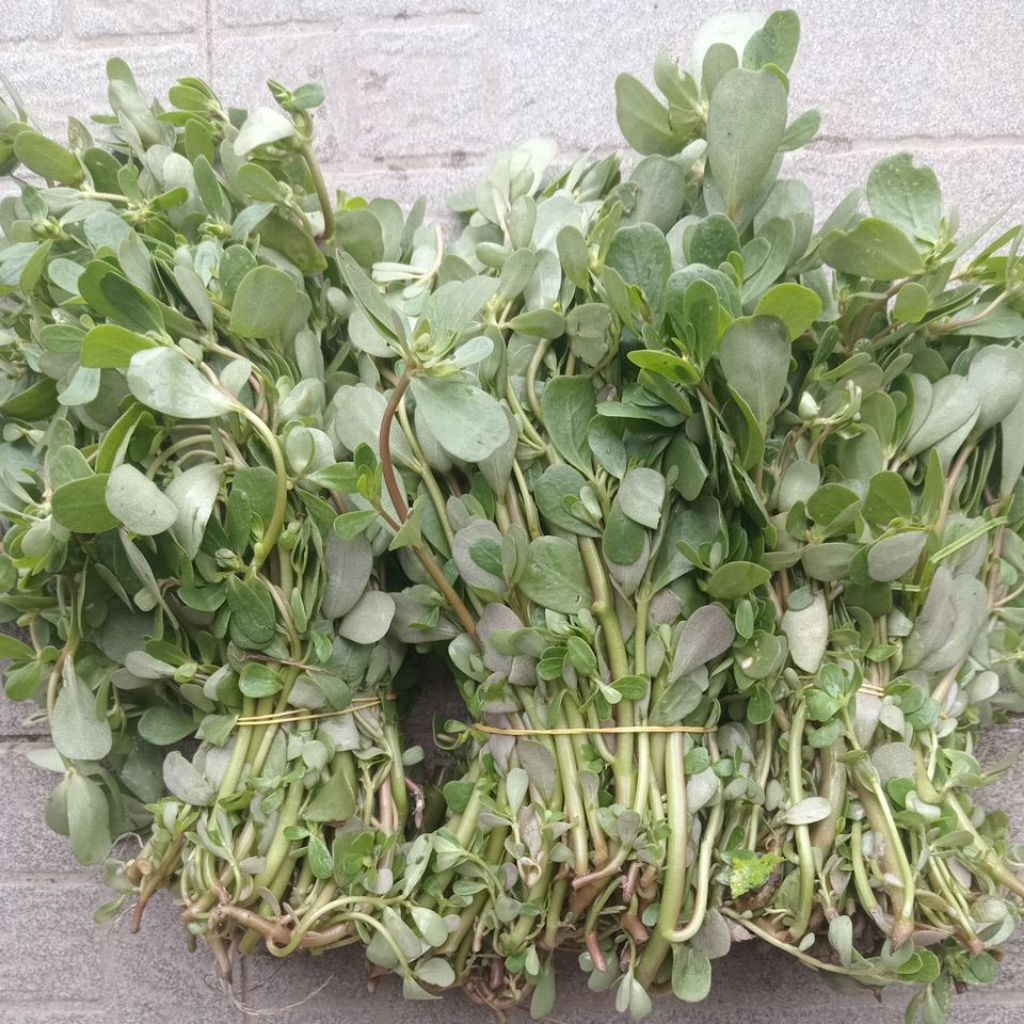 1kg rau sam tươi