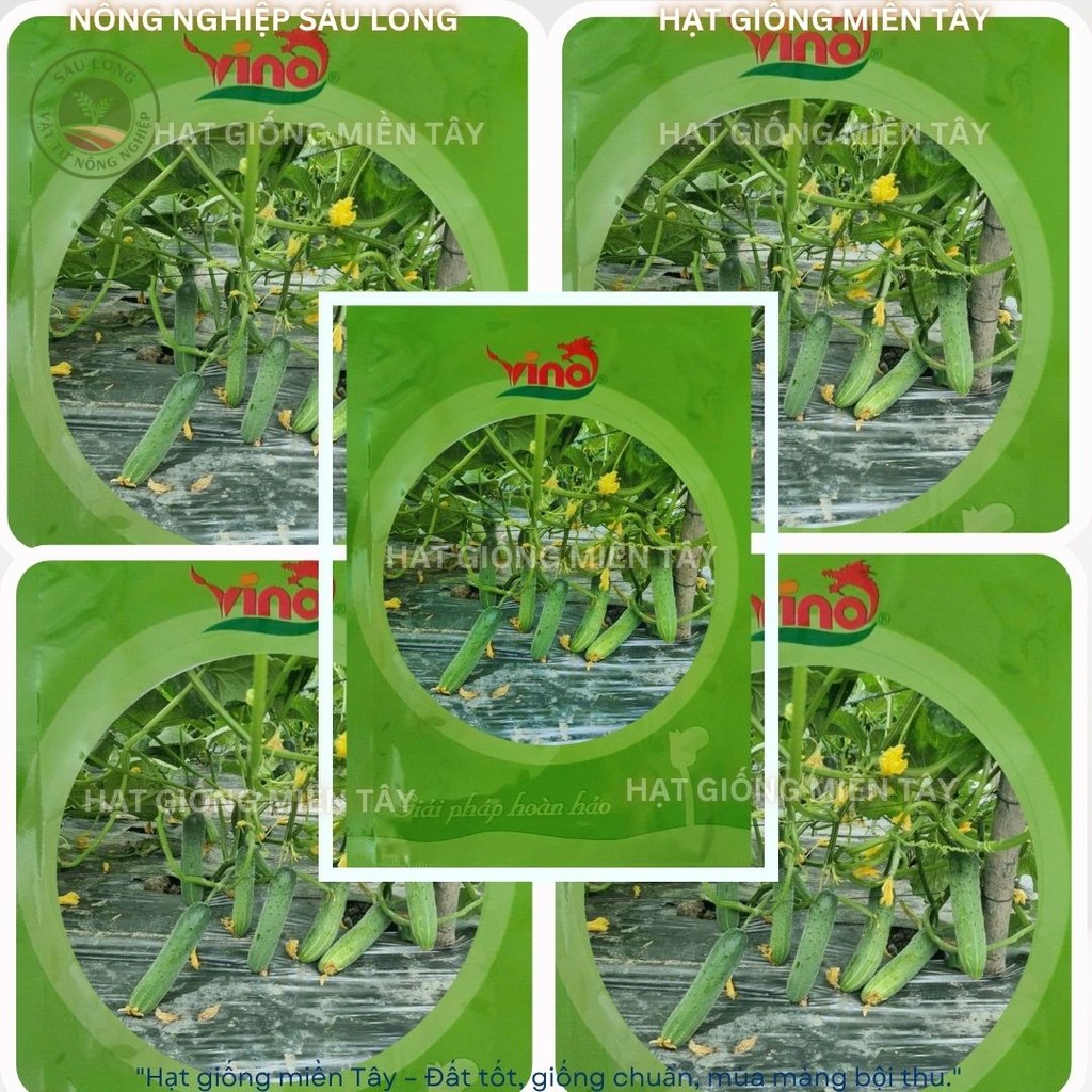 GÓI 320 HẠT GIỐNG DƯA LEO VINO- HẠT GIỐNG SEN HỒNG-.