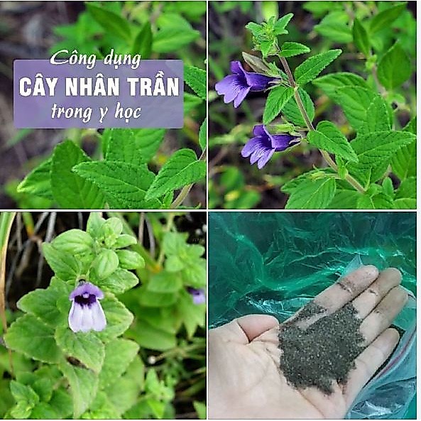 Hạt Giống Cây Dược Liệu Nhân Trần-Gói 1gram (200 hạt )