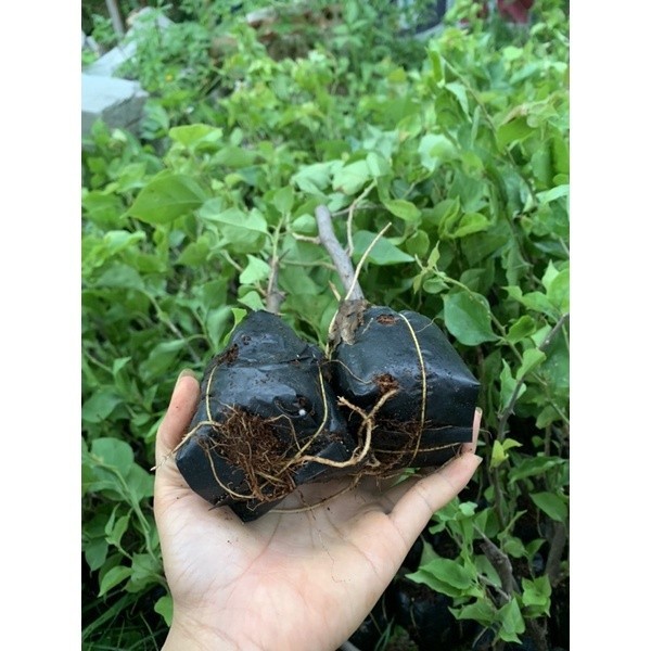 N.A shop[combo 2 ] CAY GIống hoa GIẤY NGŨ SẮC_CÂY CẢNH (ảnh ,cay gui 5.6 thật)