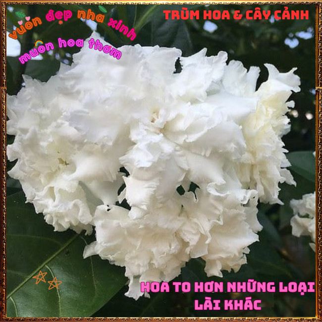 Chậu Cây LÀI TUYẾT Thơm Dịu Bông To LÀI NỮ HOÀNG Siêu Bền Nở Suốt Quanh Năm📨HOA VÀ CÂY CẢNH CHUẨN GI