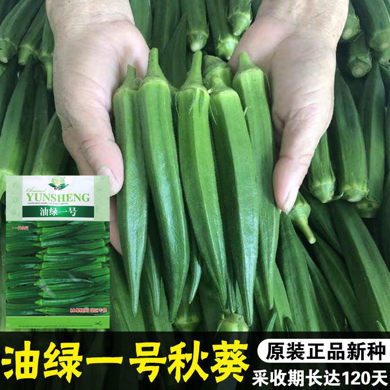 Dầu thực vật chống dị ứng trái cây sản xuất cao Okara Green No. 1 Hạt giống gieo hạt Okra Fruit Hạt 