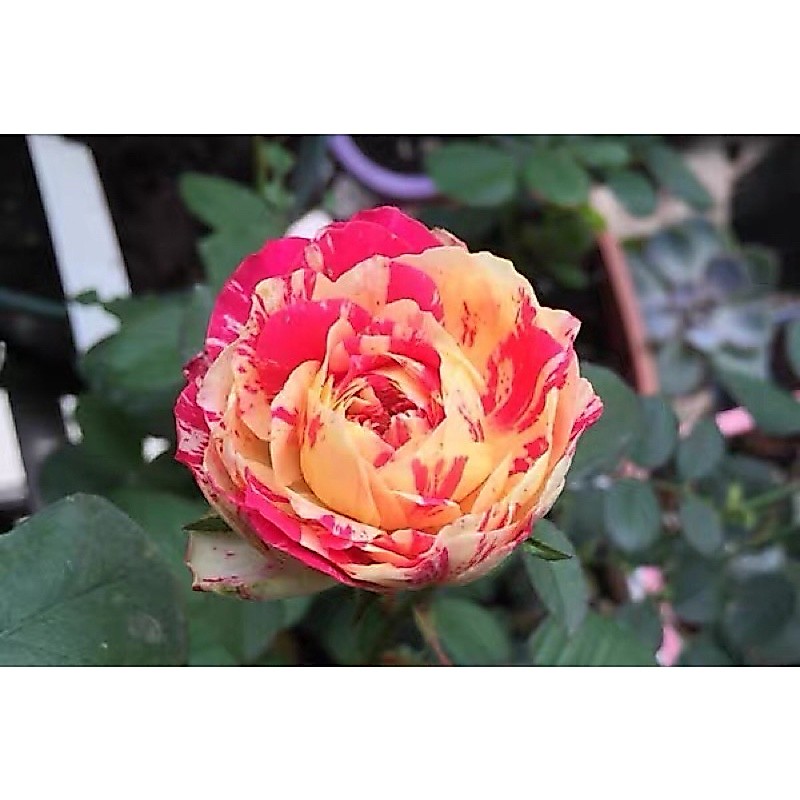 🌸 Cây hoa Hồng Party Ranucula🌸