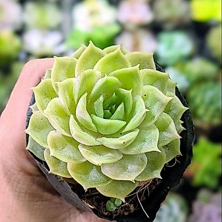 Sen đá ngọc bích size bầu - hư 1 đổi 1