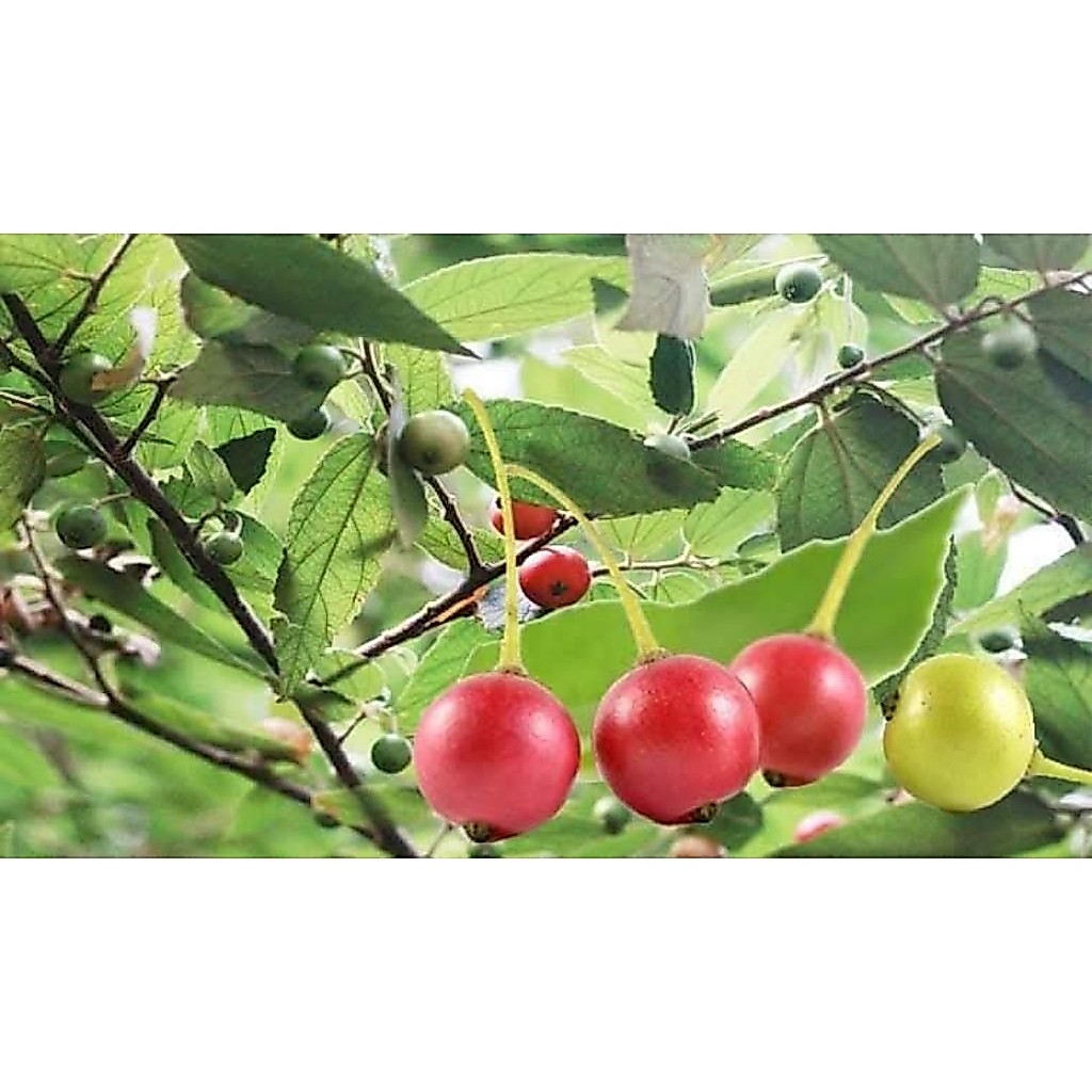 cây giống cây trứng cá tuổi thơ - chery quê