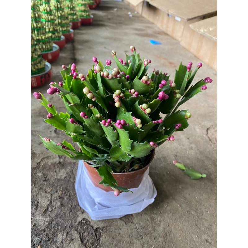 thuychi-Hoa lan càng cua – cây TIỂU QUỲNH -Hoa đẹ độc đáo gửi đi nguyên chậu - cam kết gửi cây tươi, khoẻ.