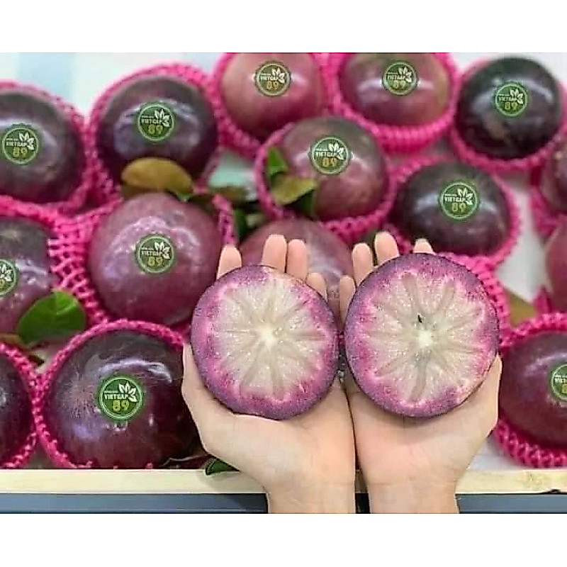 Chậu nhựa mềm Vú Sữa Mica