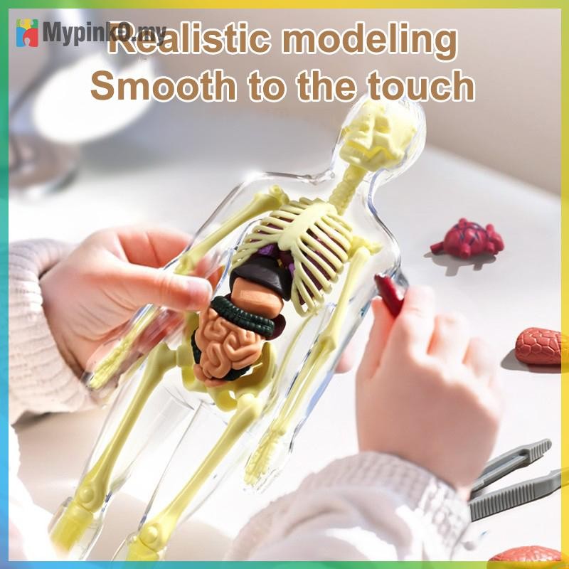 Mypink 3D Human Skeleton Organ Anatomy Bộ mô hình khoa học Bộ mô hình giáo dục cơ thể trẻ em Mô hình