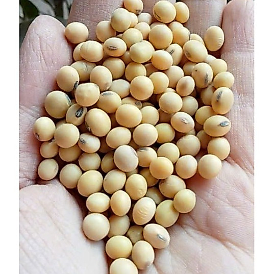 Đậu nành hữu cơ thuần chủng quê