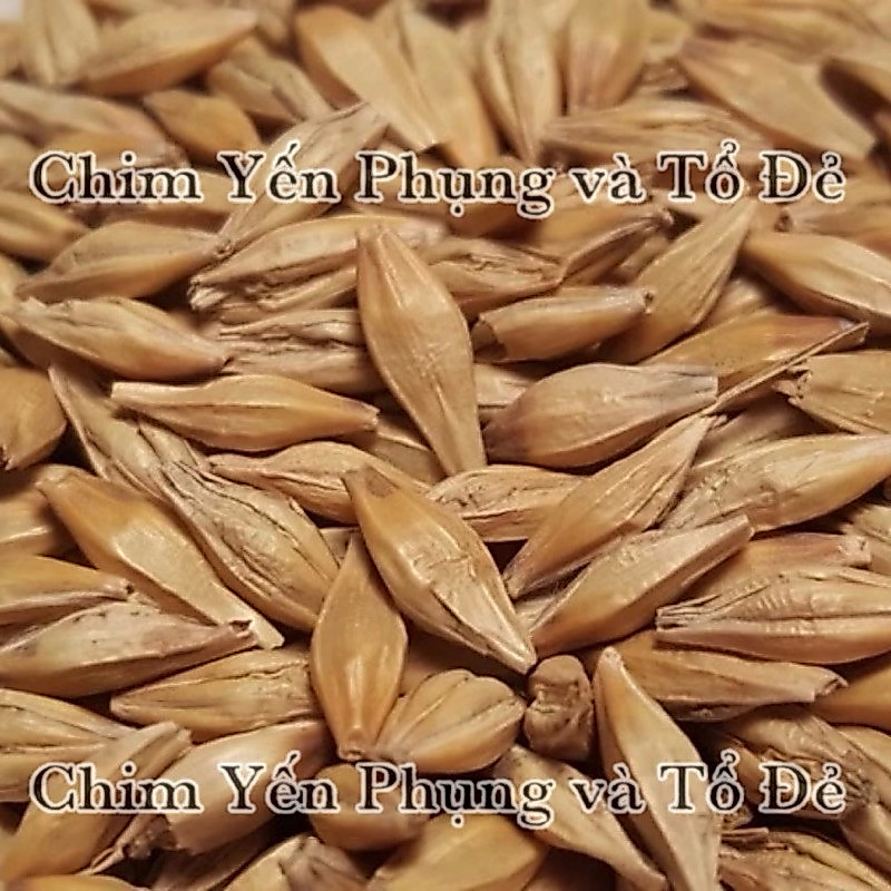 Hạt đại mạch (Barley Seed/Raw Barley) đa công dụng.
