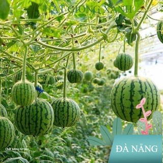 Dưa Hấu Táo Ruột Đỏ Red Sugar Baby (5H) , chuyên dụng làm vườn