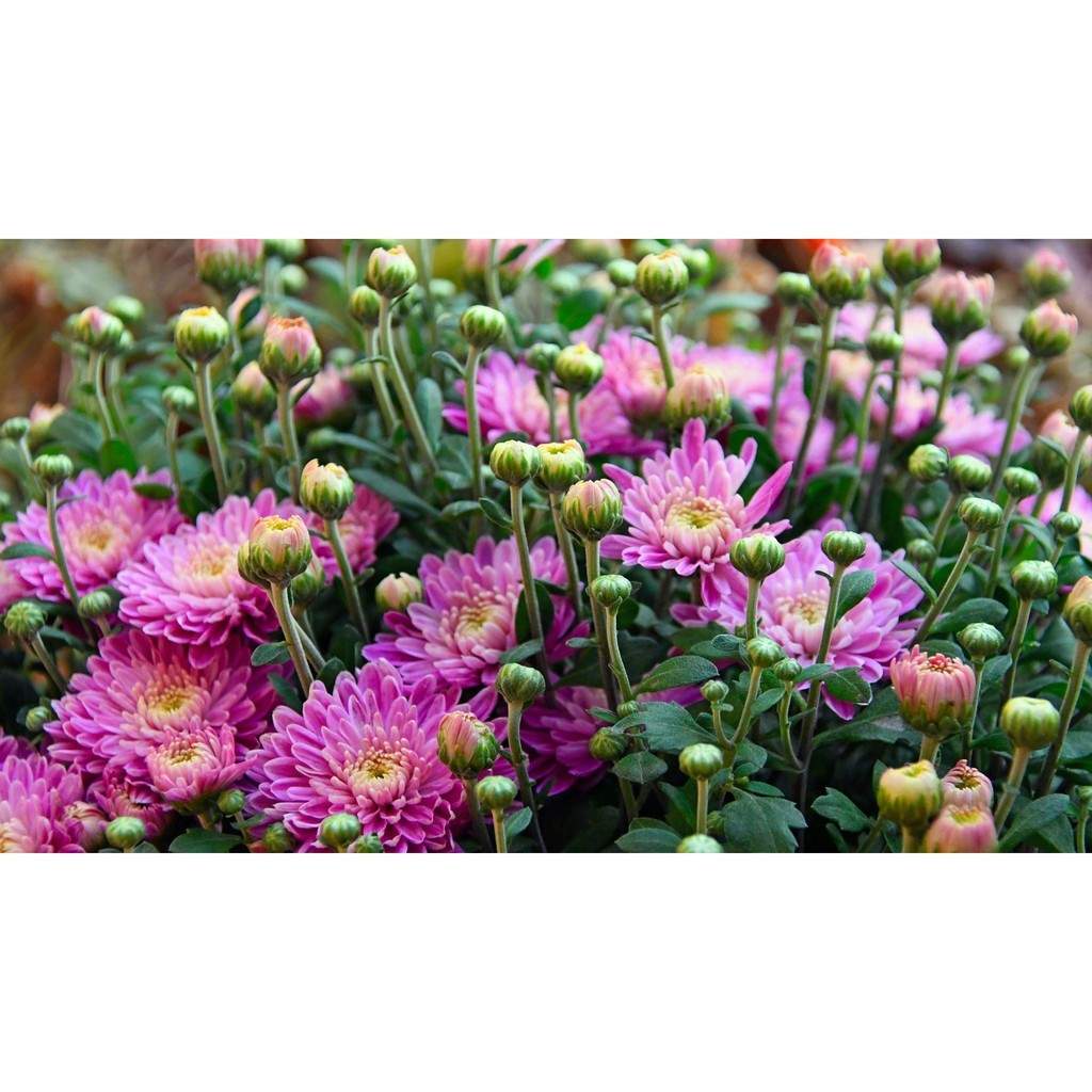 GÓI 200 HẠT GIỐNG HOA CÚC Violet - hoa Cúc Tím  SHOP QUỲNH NGA - NHÀ VƯỜN ĐỨC NGA