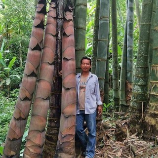 Cây Măng tre khổng lồ Thái Lan chuẩn giống
