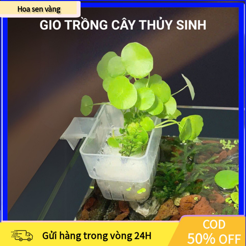 【24H】Bộ Cốc Mica Trồng Cây Treo Hồ Thủy Sinh - Dụng Cụ Trồng Và Nhân Giống Cây Thủy Canh Chuyên Nghi