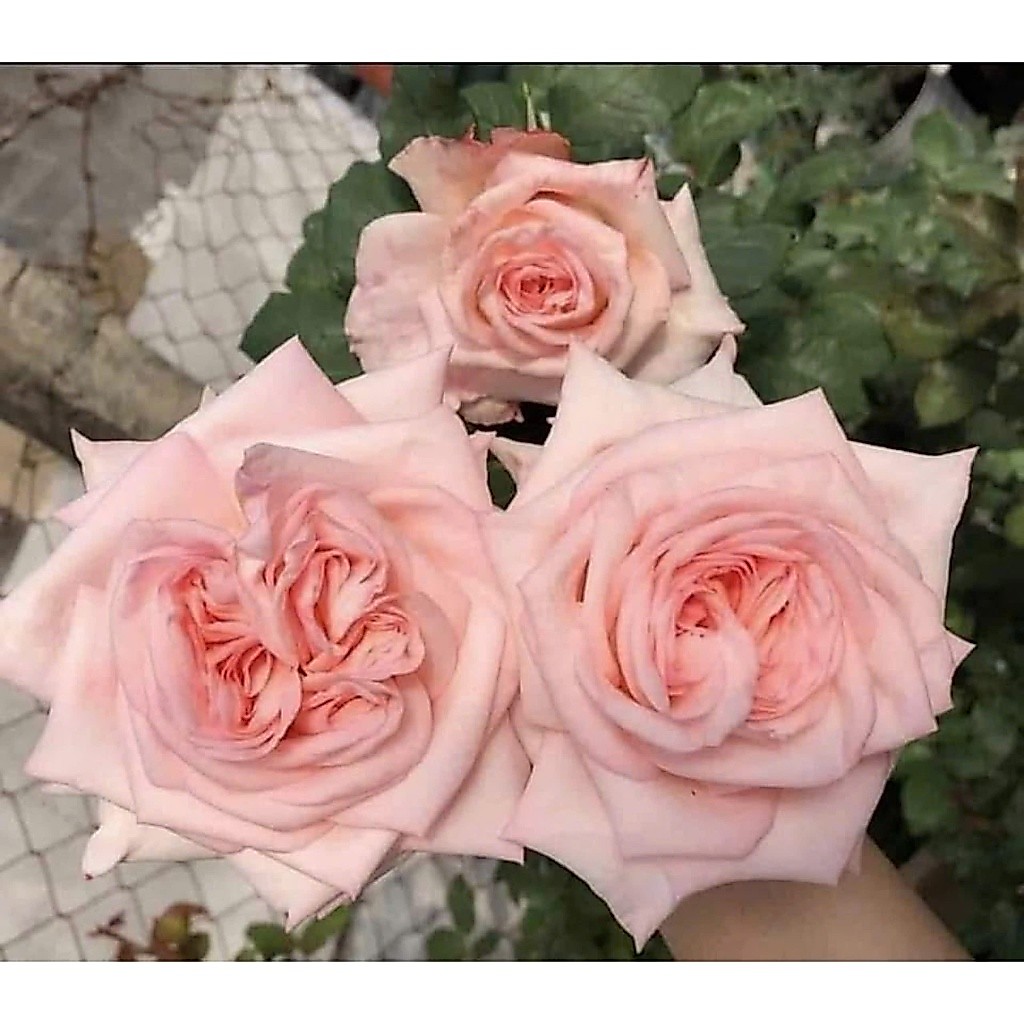 Gốc giống hoa hồng Pink Ohara - hoa vừa to vừa thơm đậm