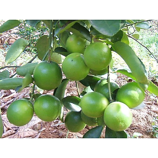 Cây Chanh Giấy chậu to cao 60-80cm