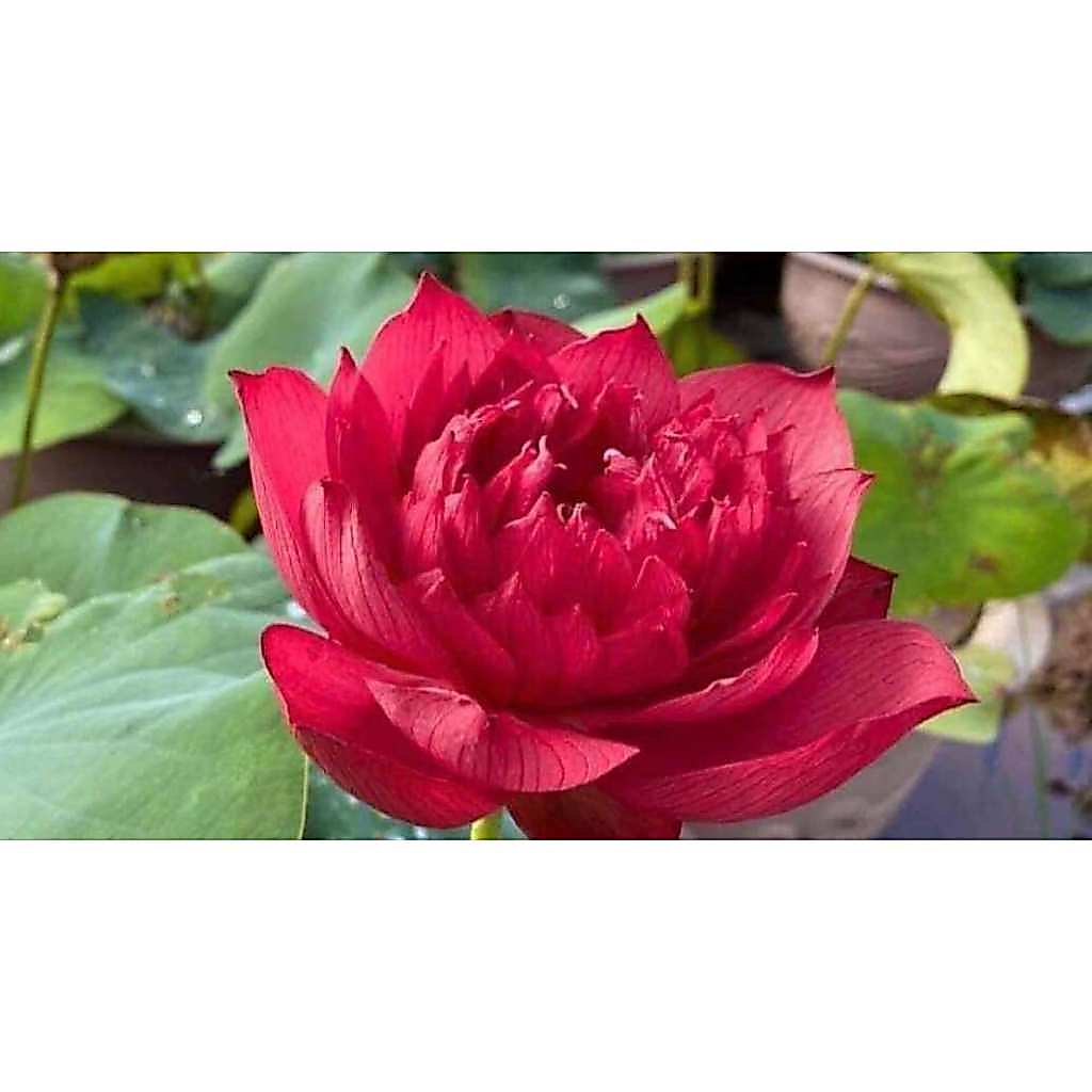 Củ Giống Hoa Sen Đỏ Đrop