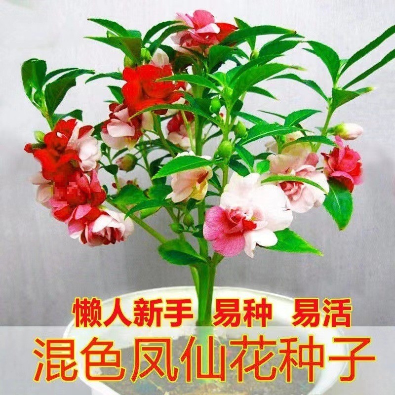 Cánh Hoa Đôi Phượng Hoàng Cổ Tích Hạt Hoa Henna Nhiều Màu Sắc Phượng Hoàng Cổ Tích Trà Bốn Mùa Phát 