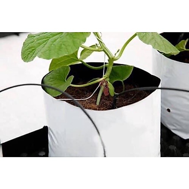 1 CÁI Túi trồng cây PE 40 x 20 cm Trắng Đen dùng trồng dưa lưới, bầu bí (1 cái)445