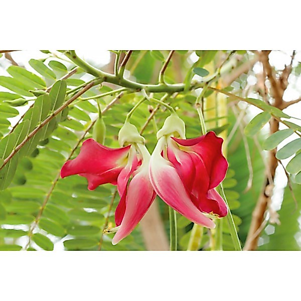 10h Hạt Giống Bông So Đũa Thái Đỏ