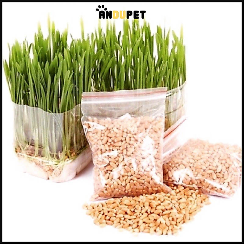 1 GÓI HẠT GIỐNG CỎ LÚA MÌ CHO MÈO