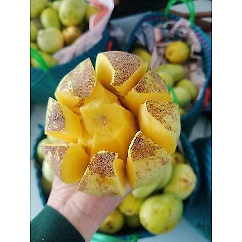 5KG XOÀI KEO/ XOÀI ĐEO THÁI/ XOÀI TỨ QUÝ MIỀN TÂY 🍋🍋