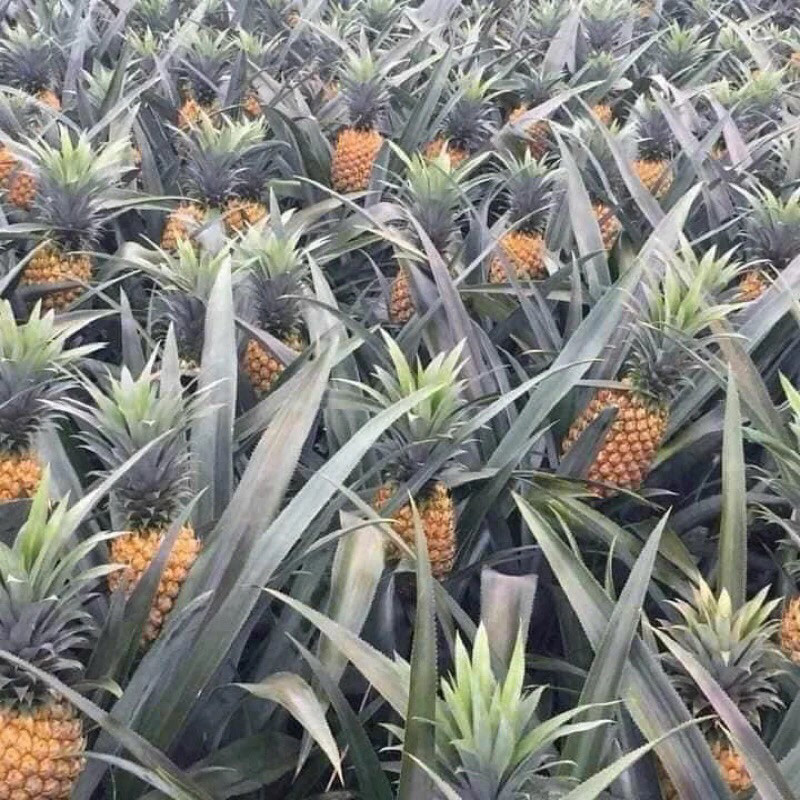 COMBO 10 CÂY DỨA MD2 KHÔNG GAI THƠM MẬT MD2,GIỐNG LOẠI QUẢ TO, NGỌT, NHIỀU MẬT