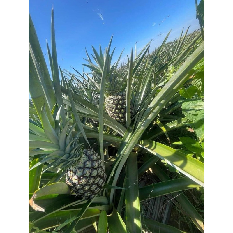 COMBO 15 CÂY/20 CÂY DỨA MD2 KHÔNG GAI THƠM MẬT MD2,GIỐNG LOẠI QUẢ TO, NGỌT, NHIỀU MẬT