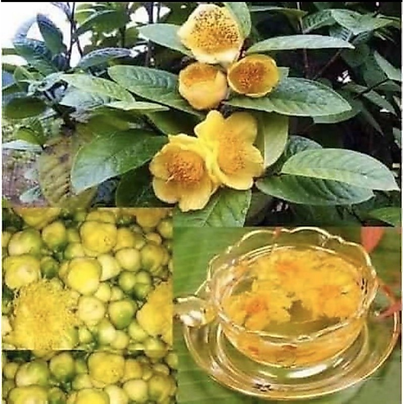 Cây giống trà hoa vàng ( chè hoa vàng) cao 40-50cm.
