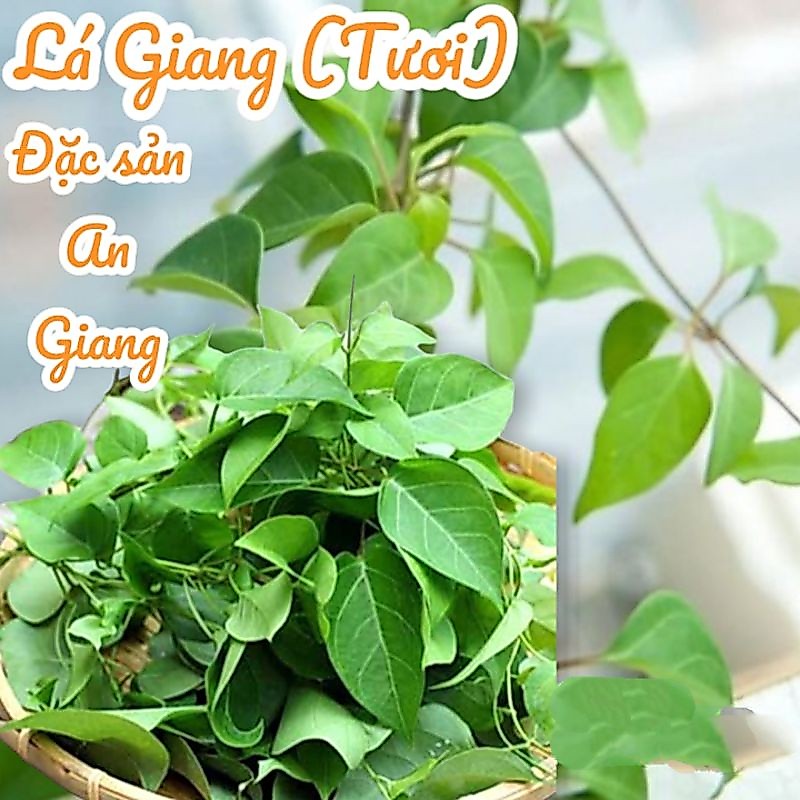 Lá Giang ( lá dang, lá dang chua,...) - Dùng nấu lẩu chua ( 500g)