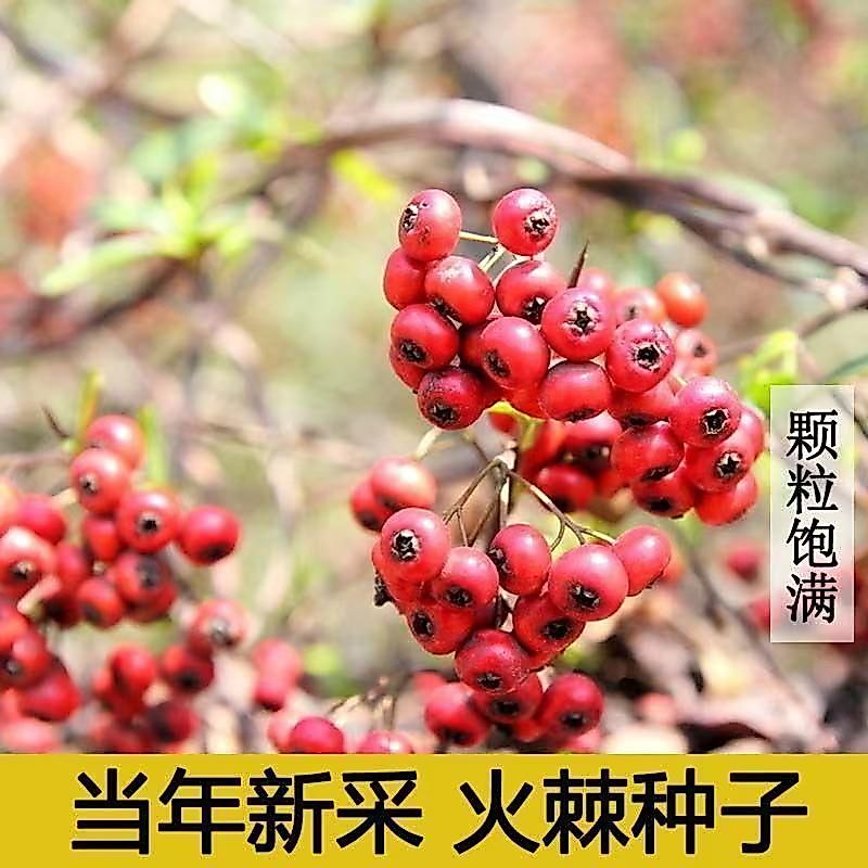 Lửa Buckthorn Hạt Giống Lửa Hạt Gai Rừng Gỗ Cây Hạt Gai Biển Tường Sắt Hàng Rào Giống Đỏ Burr Đen Ga