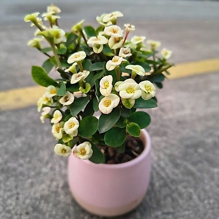 xương rồng bát tiên mini Nhật