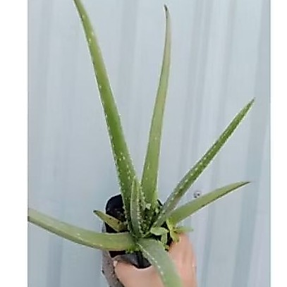 Cây nha đam con làm giống, nha đam mỹ bẹ to