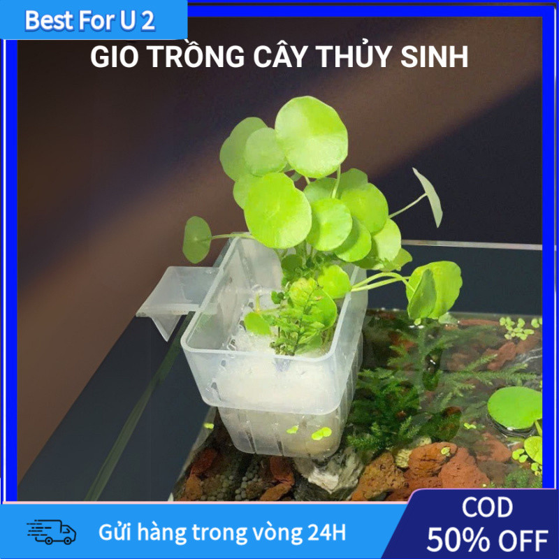 【24H】Giá Đỡ Cây Thủy Sinh Treo Tường Bể Cá - Cốc Trồng Cây Thủy Canh Bằng Nhựa Mica Cao Cấp