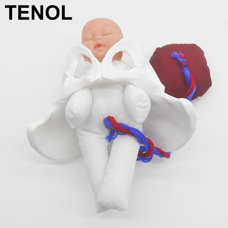 Mô hình Pelvis nữ với mô hình giải phẫu cho học sinh trưng bày