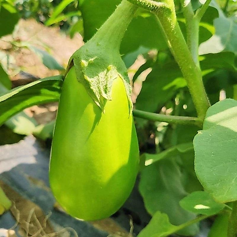 Hạt Giống Cà Bát Xanh  -Dwarf Eggplant Seeds- 200 Seeds
