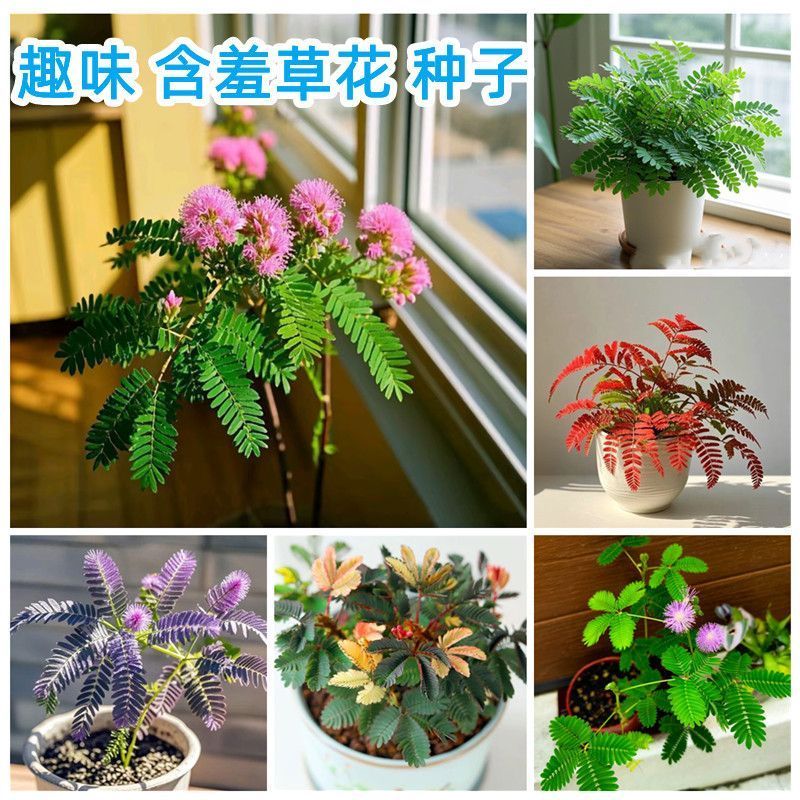Bán Chạy Tức Thì Mimosa Hạt Mimosa Hạt Mimosa Chậu Cây Bộ Ban Công Cây Xanh Hạt Hoa Bốn Mùa Hạt Giốn