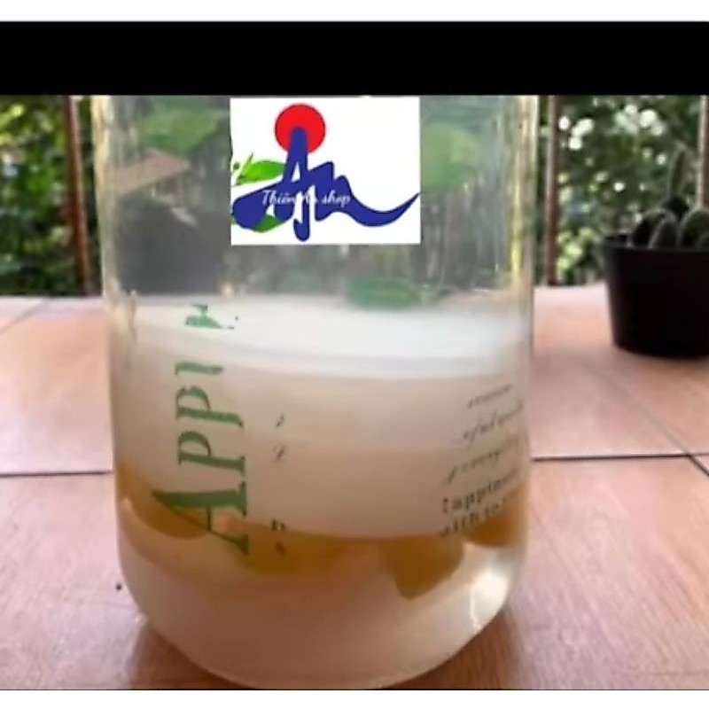 Giấm Nuôi (không có con giấm)