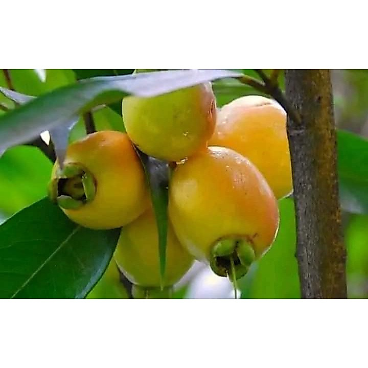 Cây giống mận lý (giống siêu tốt + siêu đẹp)