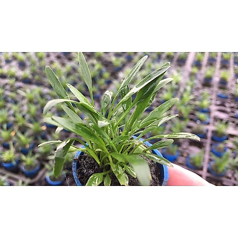 Tiêu thảo mũi tên mini