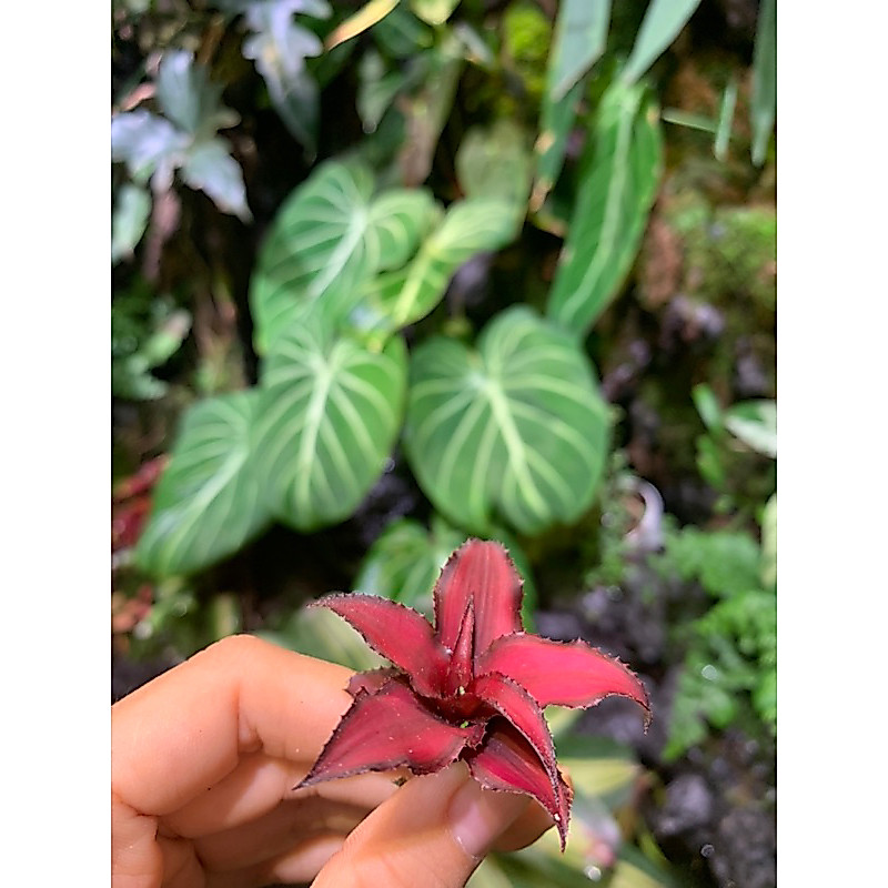 dứa màu mini, dứa phụng mini , dứa phụng đỏ mini