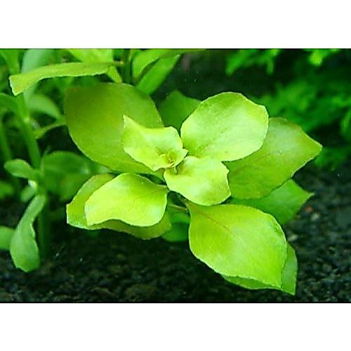 Táo xanh - Ludwigia Repens Green - Diệp tài hồng lá táo Xanh (10 nhánh) ( giống mới)