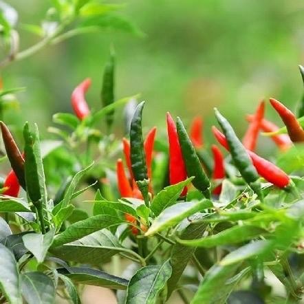 Combo 5 Cây giống Ớt Chỉ Thiên - Cay nồng, thơm đặc trưng - Bầu ổn định Thu hoạch quanh năm