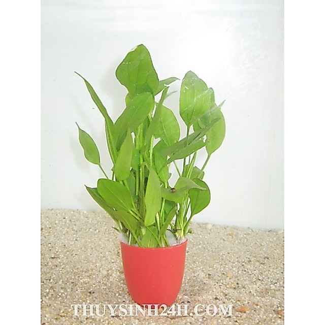 LĂNG MUỖNG THỦY SINH 10 CÂY KHÔNG CO2