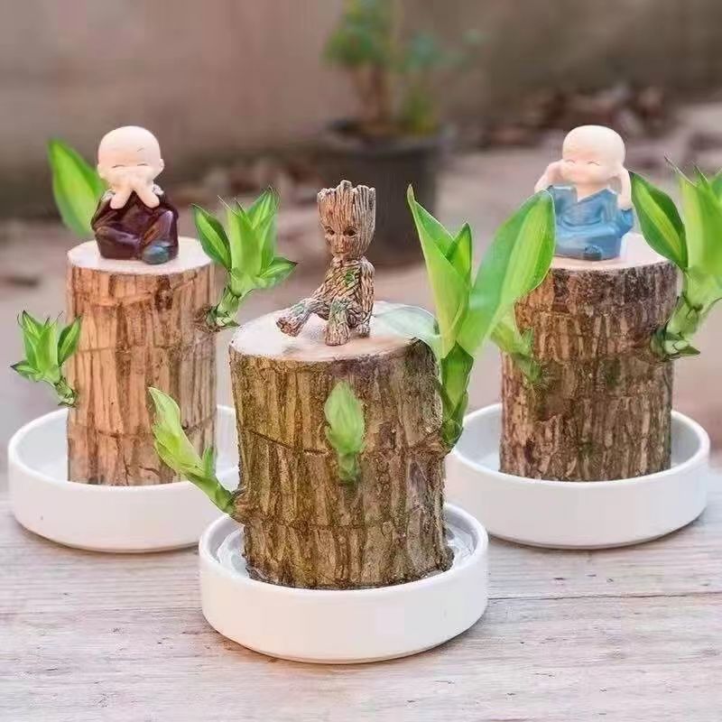 Gỗ Brazil Hoa Văn Hóa Nước Groot Little Woodman Thủy Canh Gỗ May Mắn Trong Nhà Văn Hóa Tốt Hoa Lười 