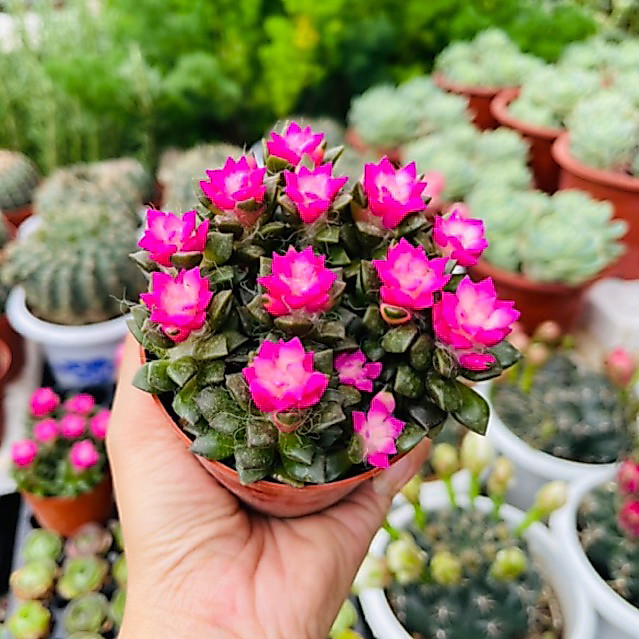 ☘️CHẬU SEN ĐÁ HỒNG SAO☘️ Sen đá hồng sao băng. Sen đá phong thuỷ