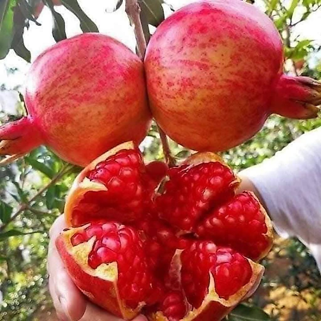 Cây giống  lựu đỏ Ấn độ
