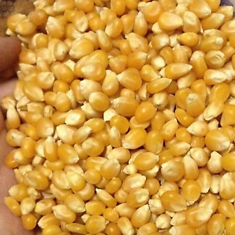 1kg Bắp hạt làm bắp rang bơ